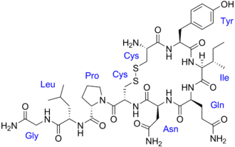 Oxytocin molecule