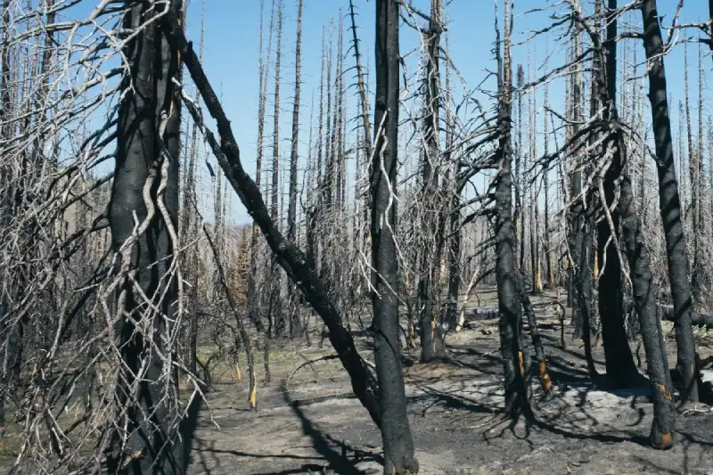 new leaves for recovery